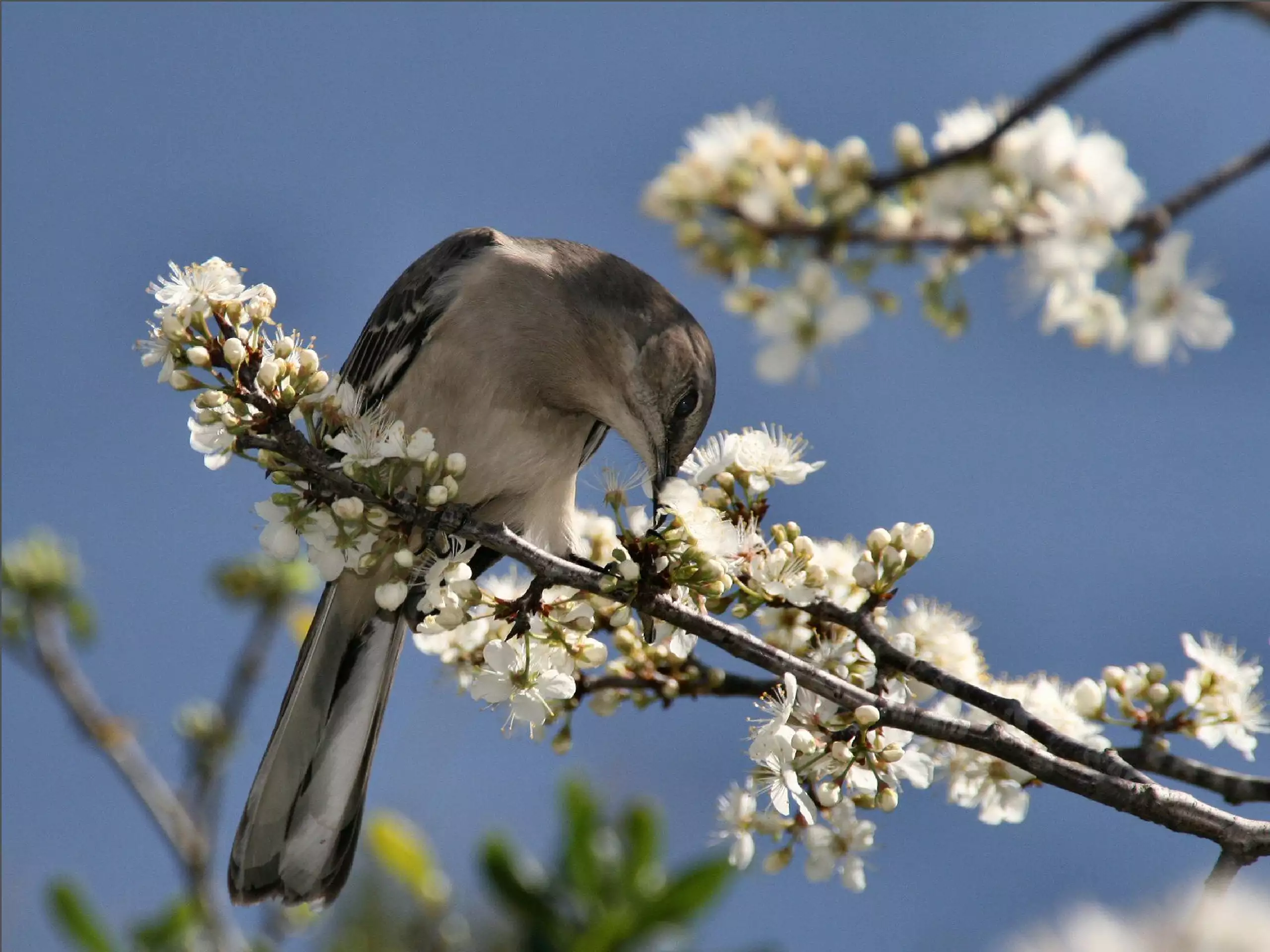 Bird may. Весенние птички. Природа птицы. Природа весной.