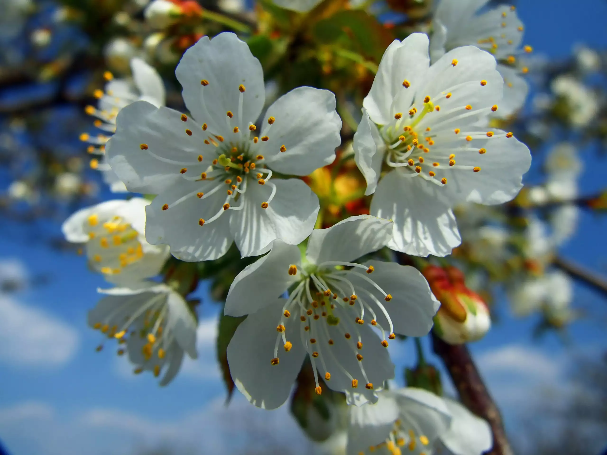 Фото весны красивые на заставку на телефон. Весенние цветы. Цветущая яблоня.