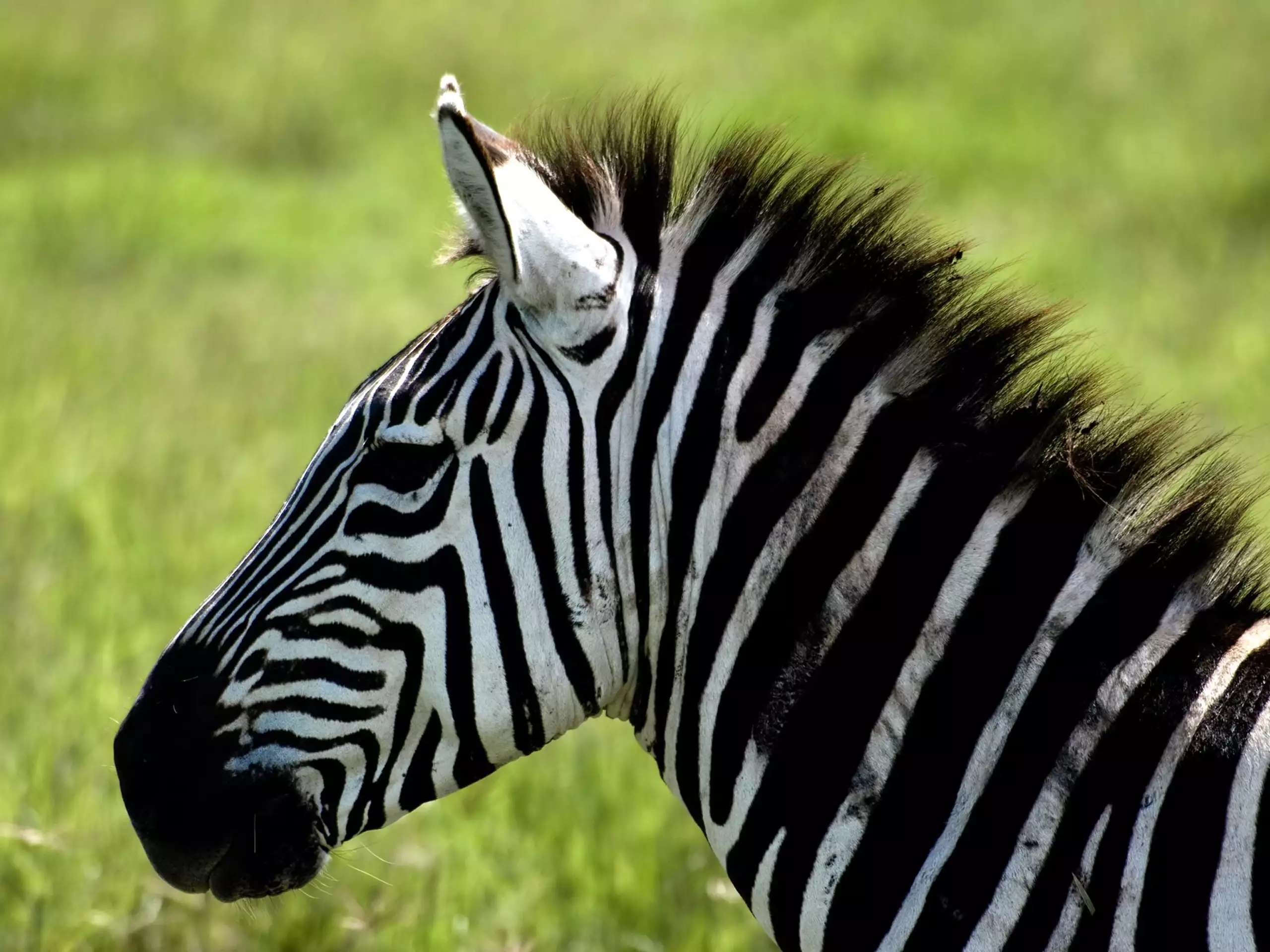 Zebra