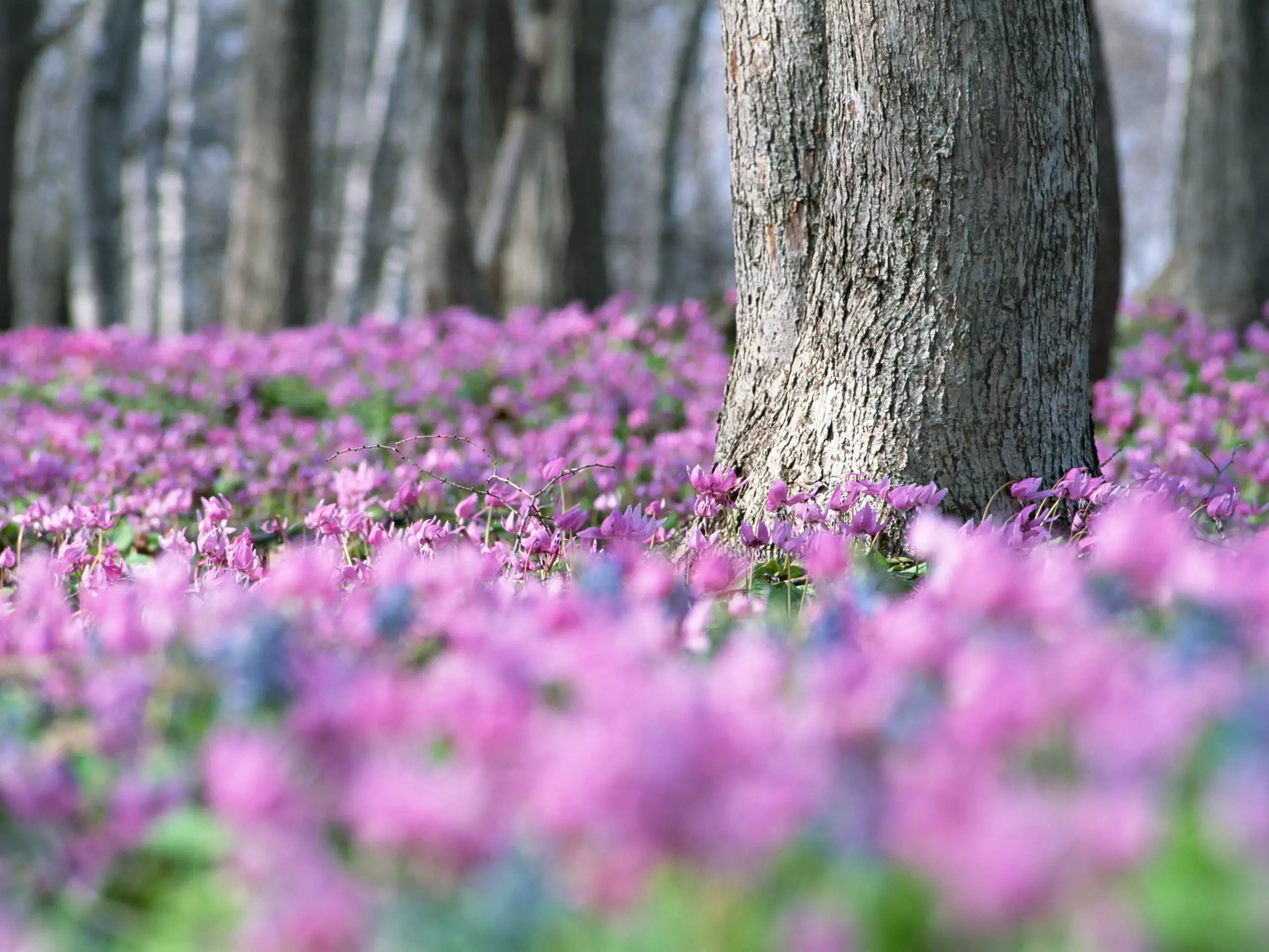 Vesna. Цветы в лесу. Лесные цветы. Лес весной. Розовые цветы в лесу.