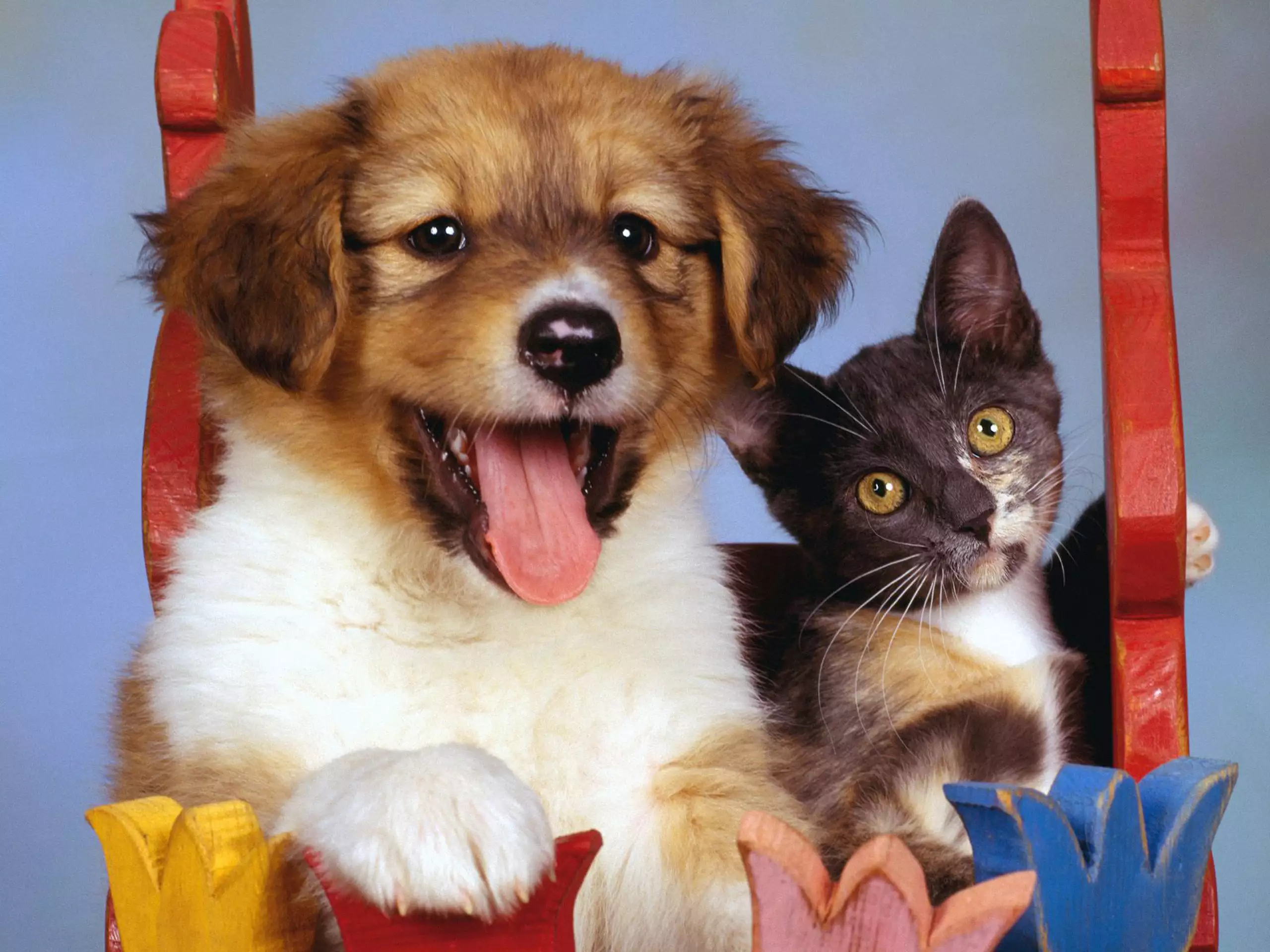 Картинки котят и щенят. Собачки и кошечки. Щенок и котенок. Кошечка. Красивые домашние животные.