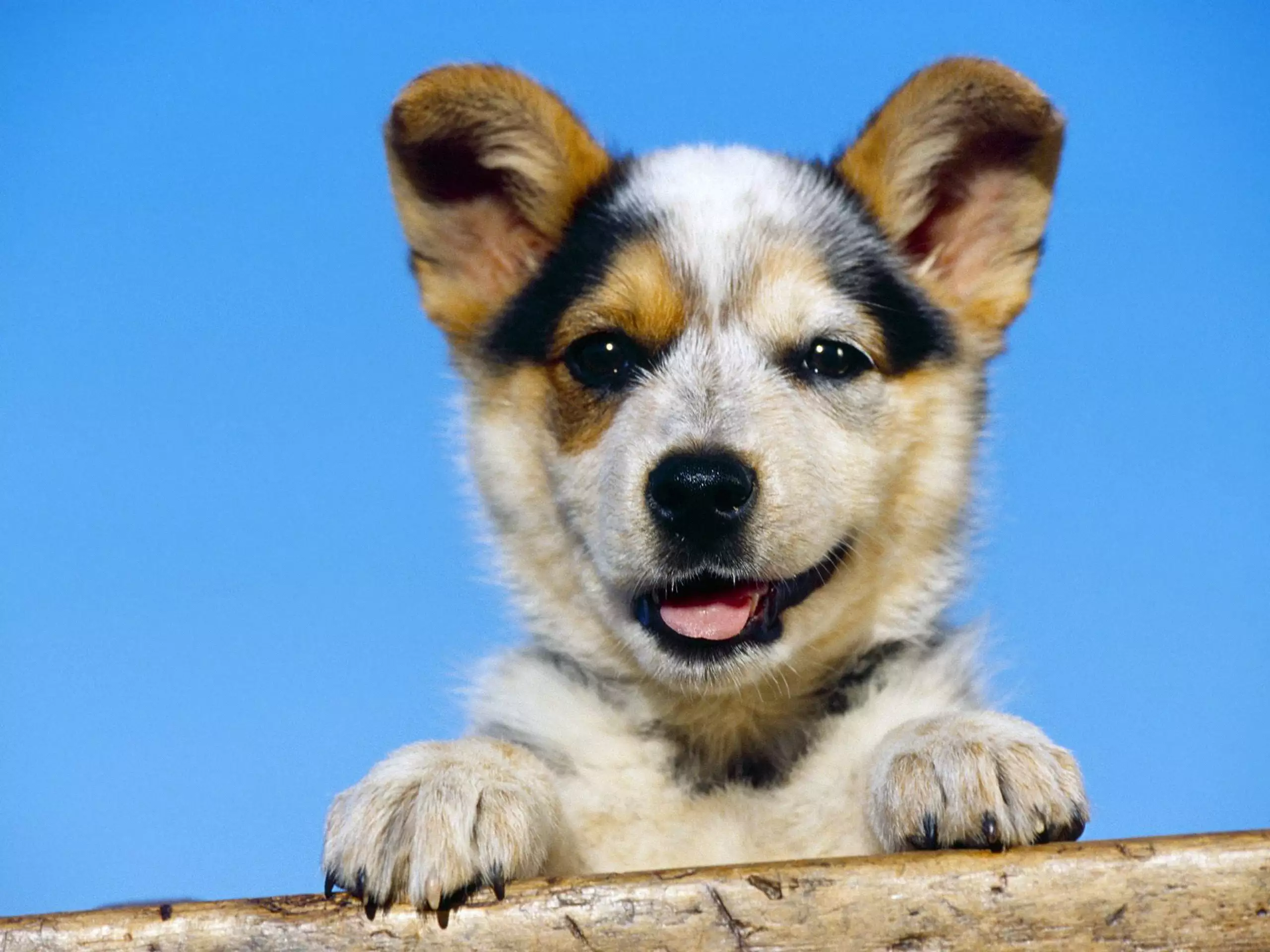 Картинки собак. Собачка. Фото собак. Щенок улыбается. Красивая собака улыбается.