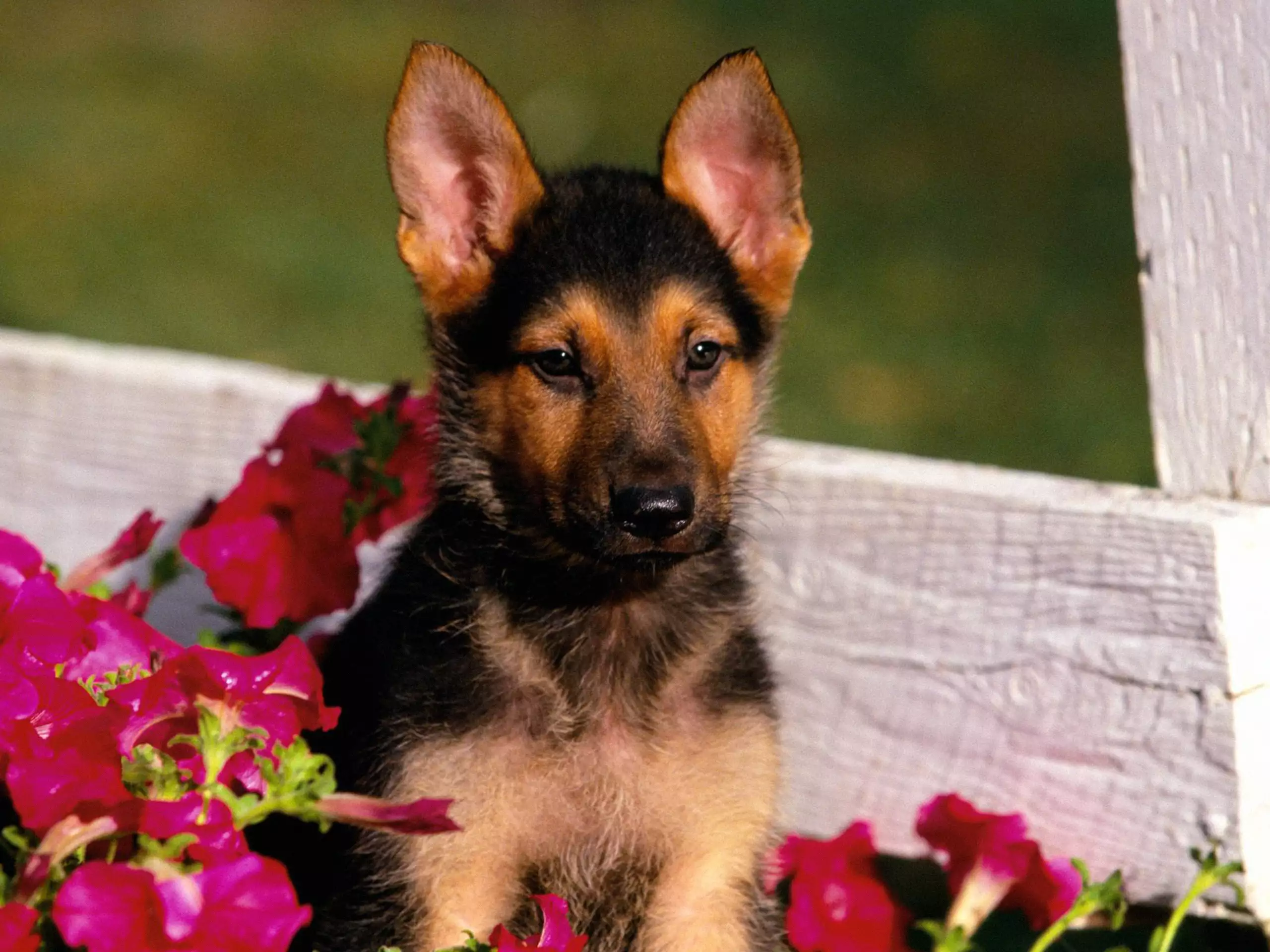 Картинки собак. Красивые собаки. Немецкая овчарка. Маленькие овчарки. Очень красивые собаки.