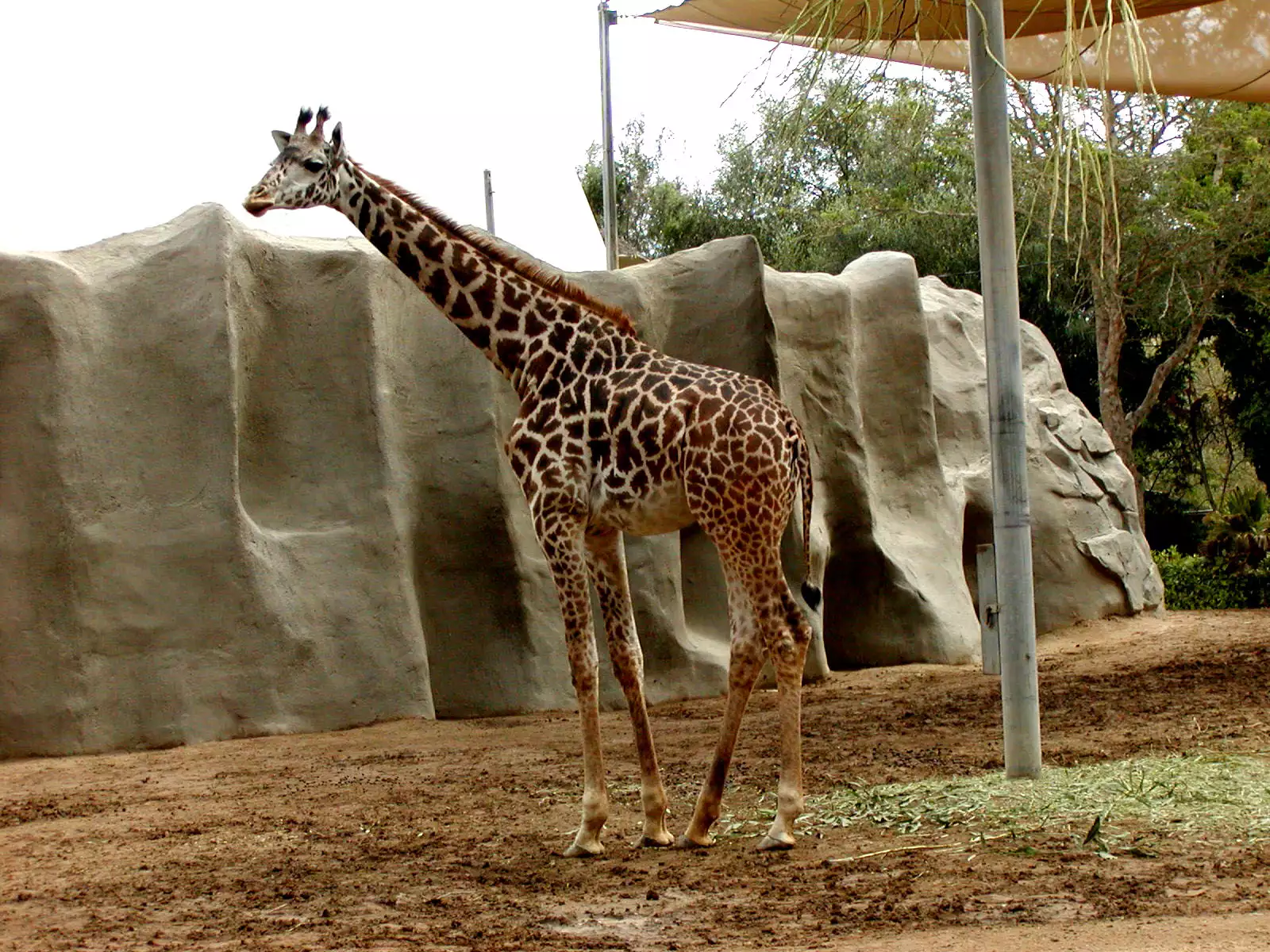 Зоопарк 1 видео